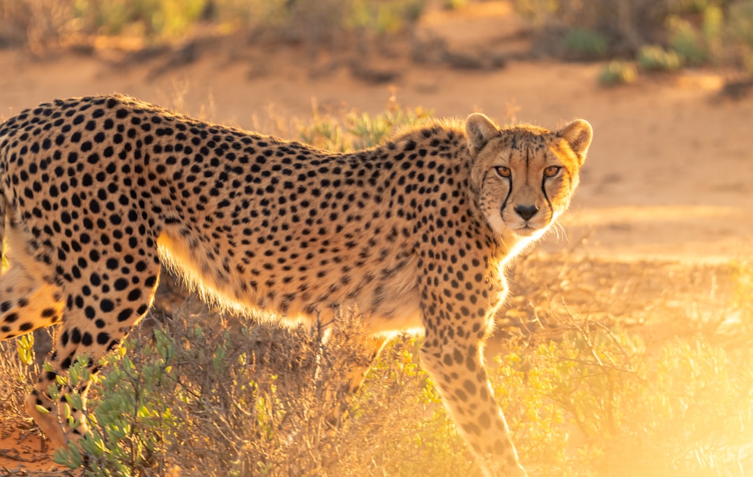 Cheeta op grasveld