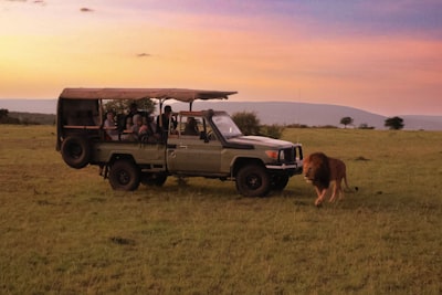 Leeuw met safari jeep in de savanne