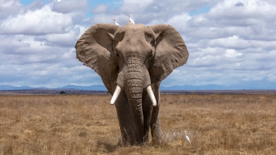 Olifant lopend over de savanne