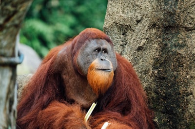 Orang oetan op een boomtak