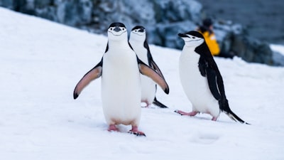 Pinguins op besneeuwde vlakte